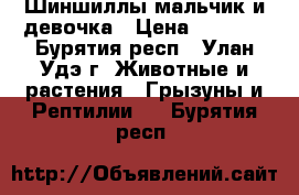 Шиншиллы мальчик и девочка › Цена ­ 5 000 - Бурятия респ., Улан-Удэ г. Животные и растения » Грызуны и Рептилии   . Бурятия респ.